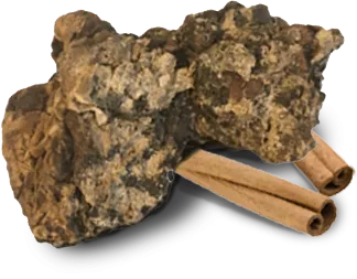 Apán mushroom extract with organic cinnamon ingredient